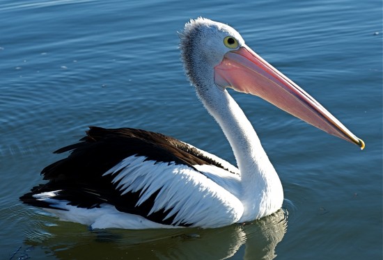 24 интересных факта о пеликанах — СТО ФАКТОВ